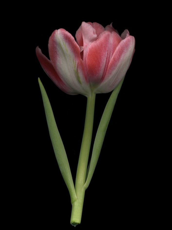 Tulip Trade