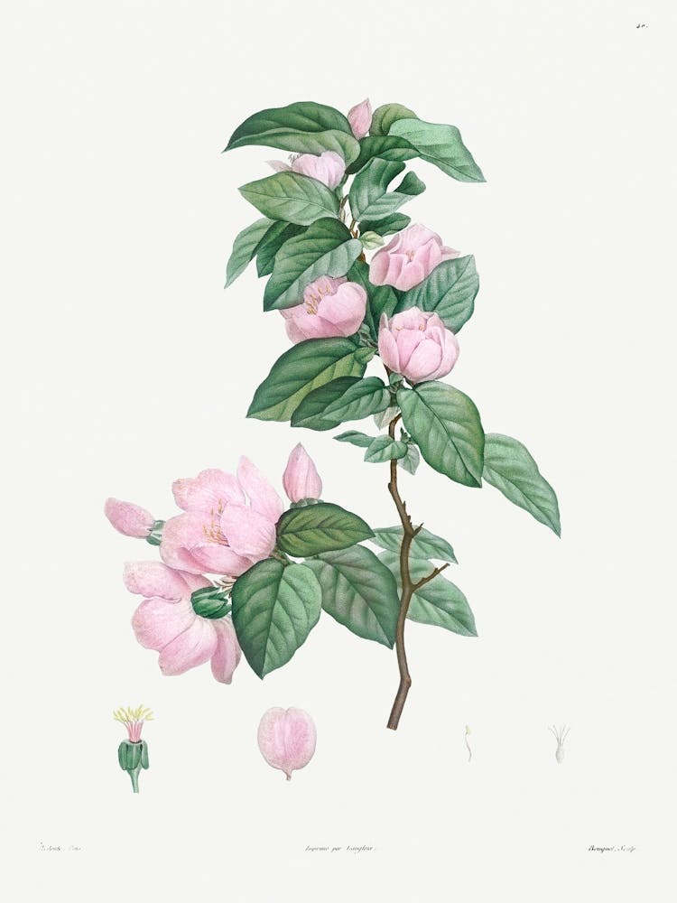 Pale Pink flower from La Botanique de J. J. Rousseau, Pierre Joseph Redoute