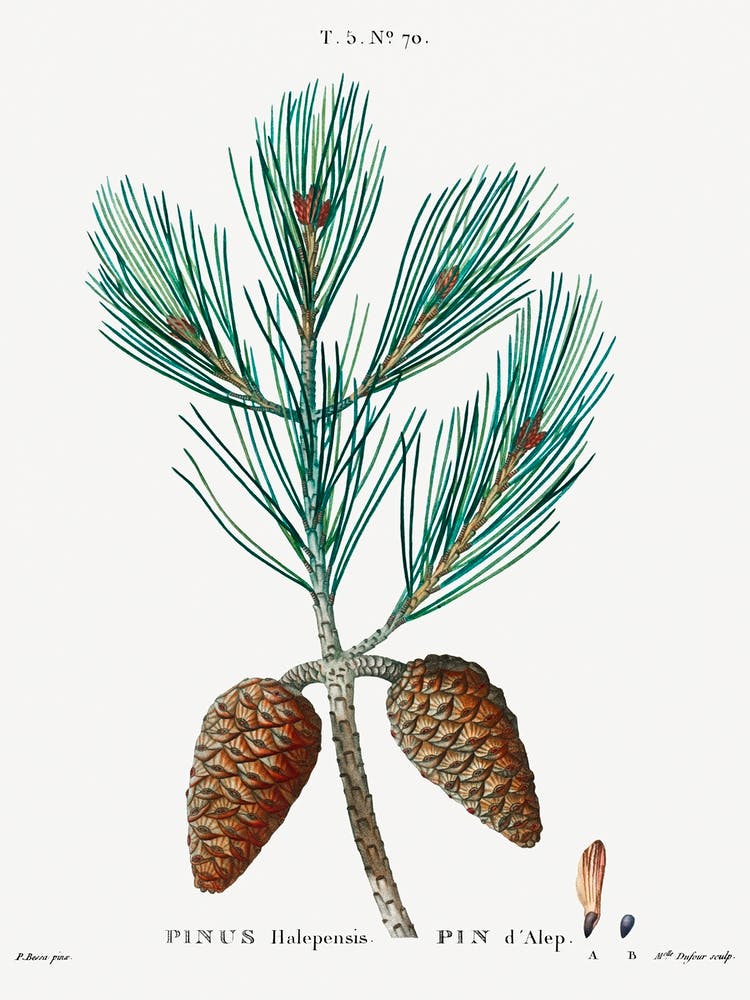 Aleppo Pine, Pierre Joseph Redoute