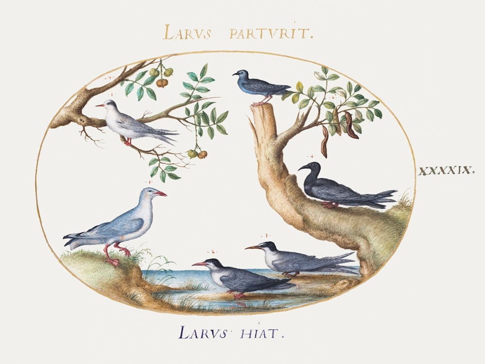 Gulls With A Carob Tree And A Pistachio Tree (1575–1580), Joris Hoefnagel