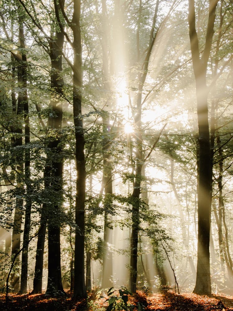 Sunbeams breaking through the Trees in the Forest