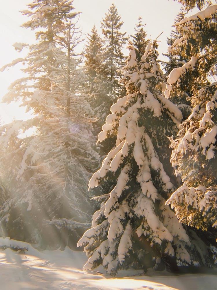 Sunny Winter Forest