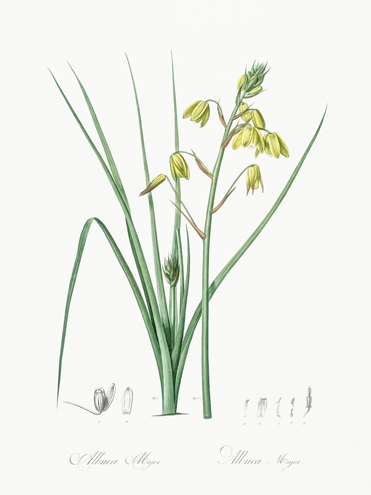 Slime Lily, Pierre Joseph Redoute