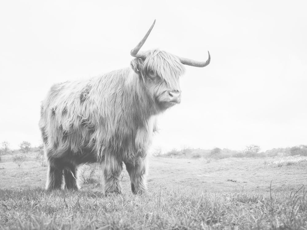 Bull Cow
