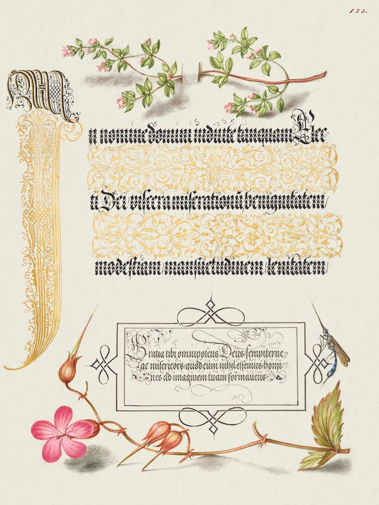 Basil Thyme, Insect, And Herb Robert From Mira Calligraphiae Monumenta, Joris Hoefnagel