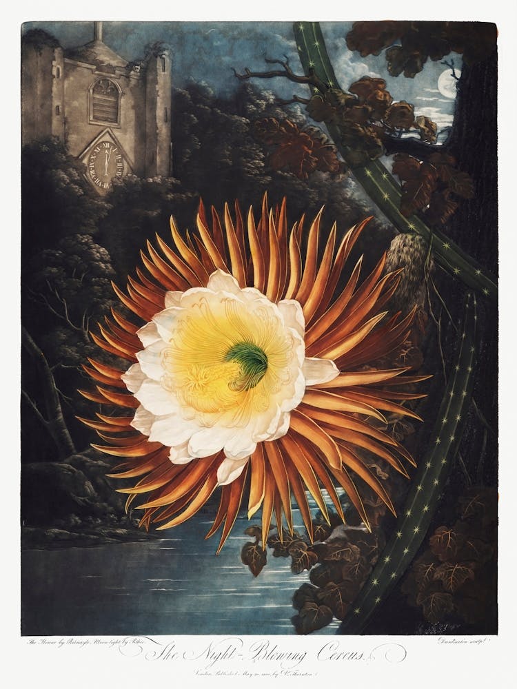 The Night–Blowing Cereus From The Temple Of Flora (1807), Robert John Thornton
