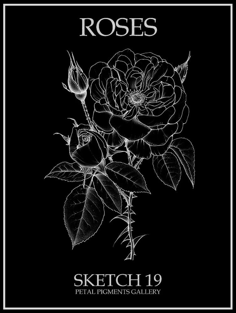 Roses Sketch 19 Poster Inverted