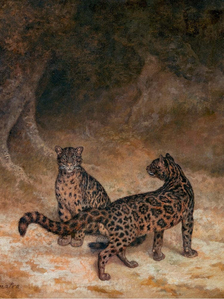 Vintage Leopards