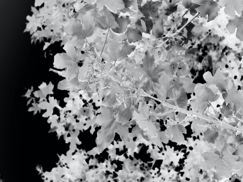 Feuilles Monochromes Abstraction Botanique