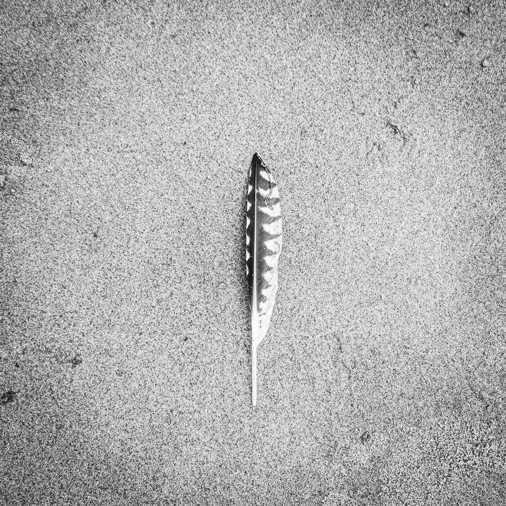 Bird feather on the Beach // Travel Photography