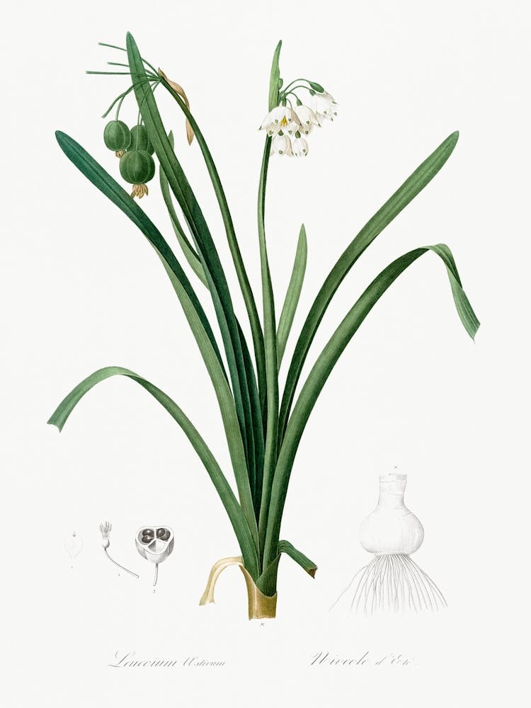 Summer Snowflake Illustration From Les Liliacées, Pierre Joseph Redouté