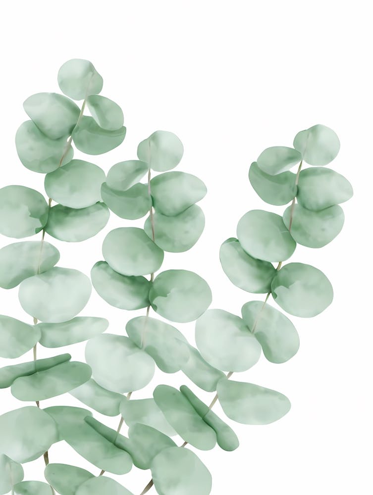 Watercolor Eucalyptus Leaves