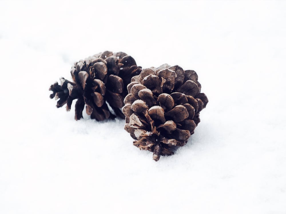 Two Pinecones