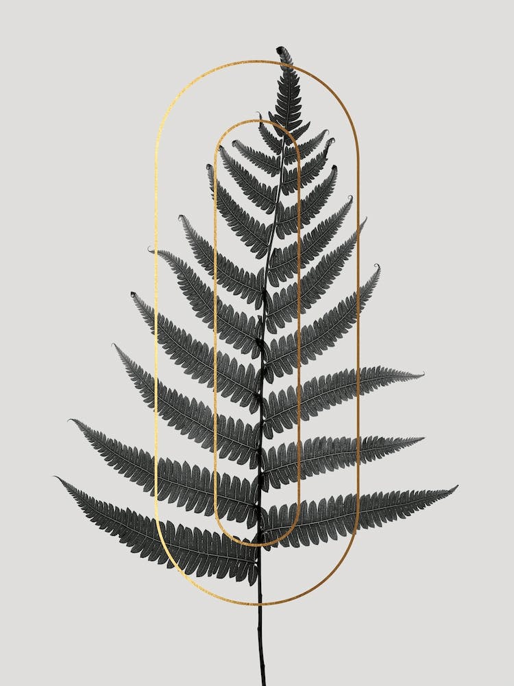 Plante Abc O