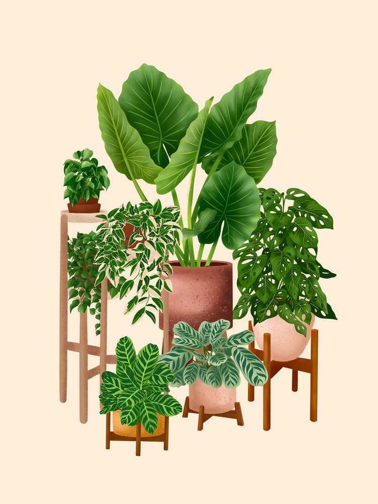 Indoor Plants 2