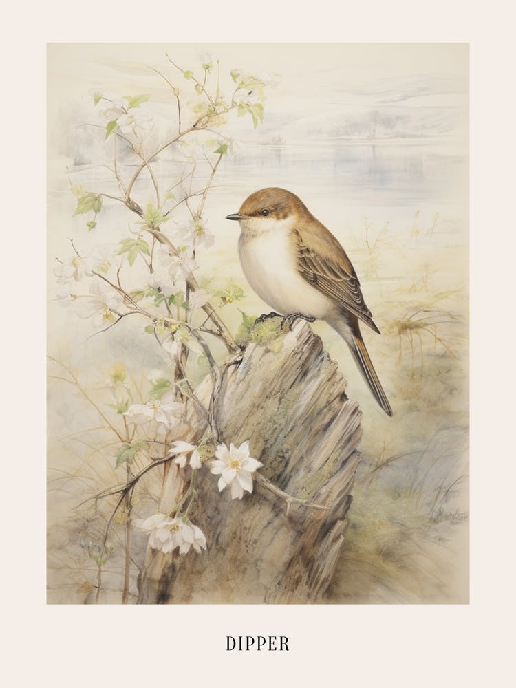 Vintage Bird Drawing Dipper 3 Poster