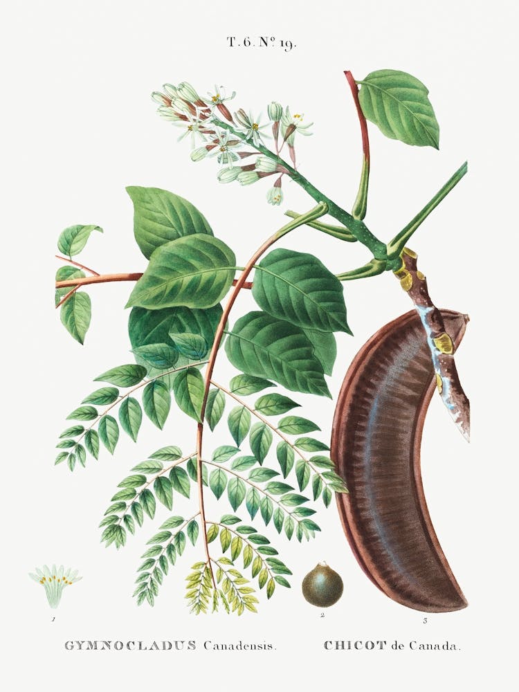Kentucky Coffeetree, Pierre Joseph Redoute
