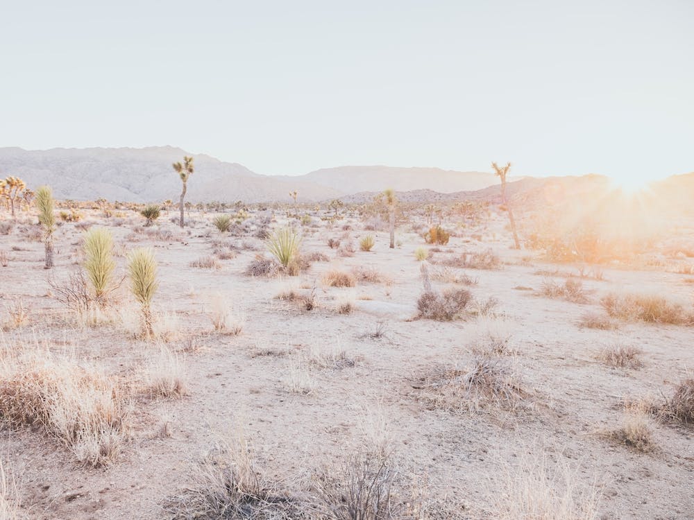 Desert Dream
