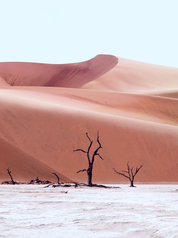 Ancient Forest Namibia