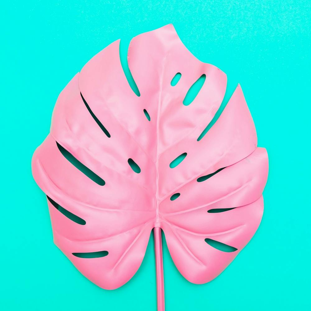Pink Monstera Leaf On Turquoise Background