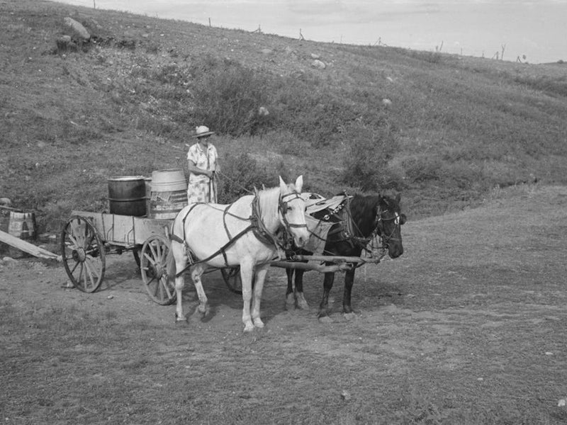Mrs Olie Thompson Ready To Drive Home From The Spring With Barrels Full Of Water, Williams County, North Dakota
