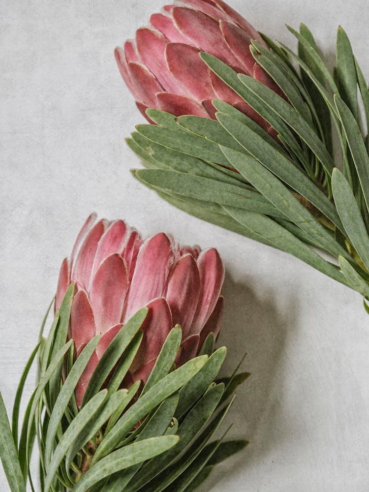 Pink Venus Protea Duo