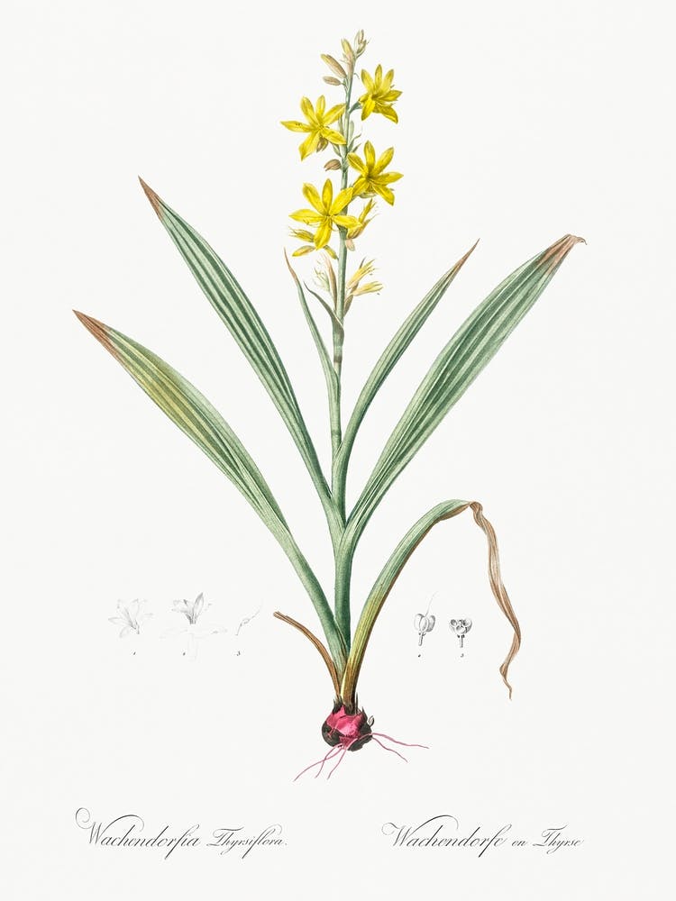 Wachendorfia Thyrsiflora Illustration From Les Liliacées (1805), Pierre Joseph Redoute