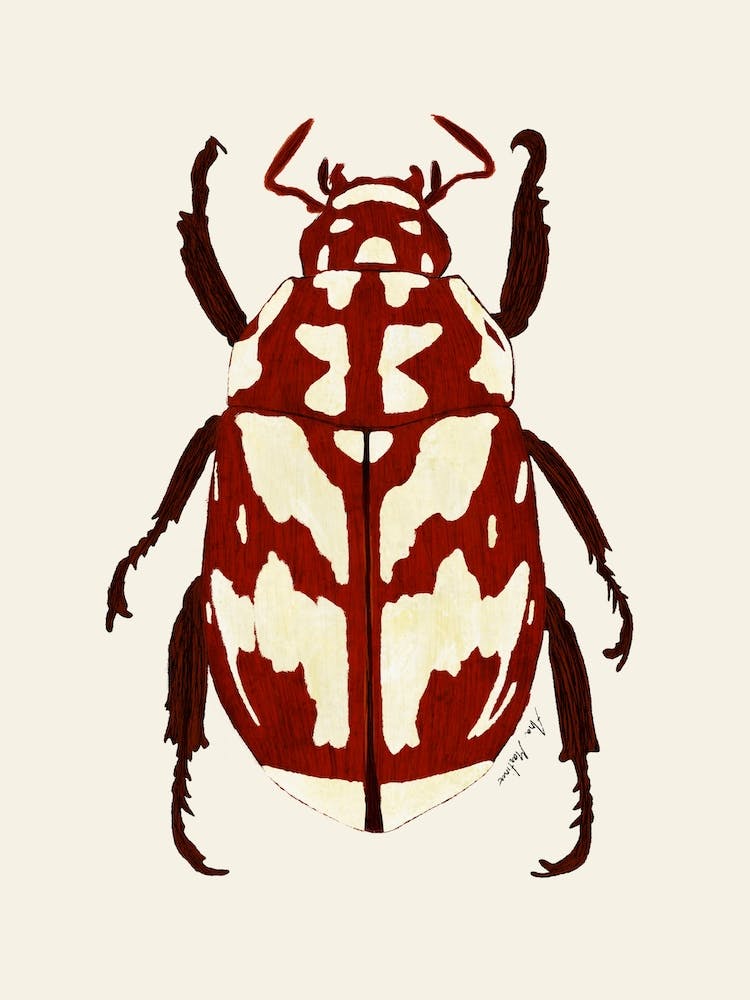 Red Beetle