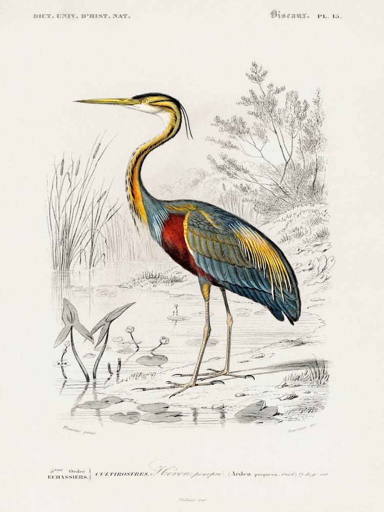 Purple Heron (Ardea Purpurea), Charles Dessalines D' Orbigny