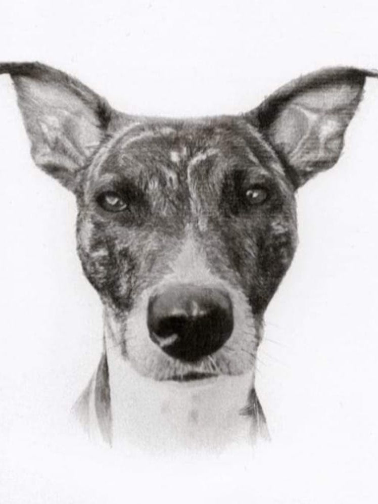 Dog Portrait 2
