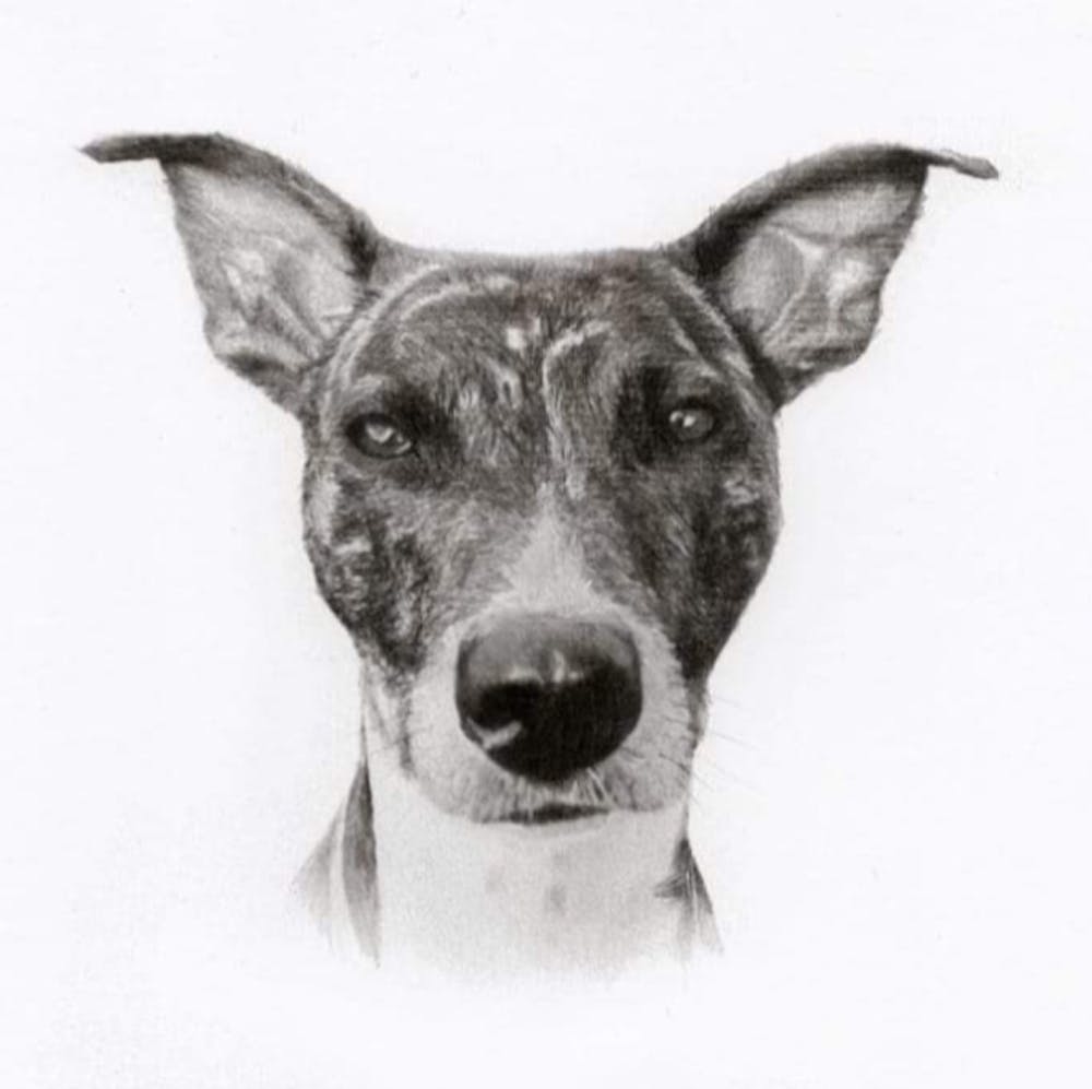 Dog Portrait 2