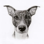 Dog Portrait 2