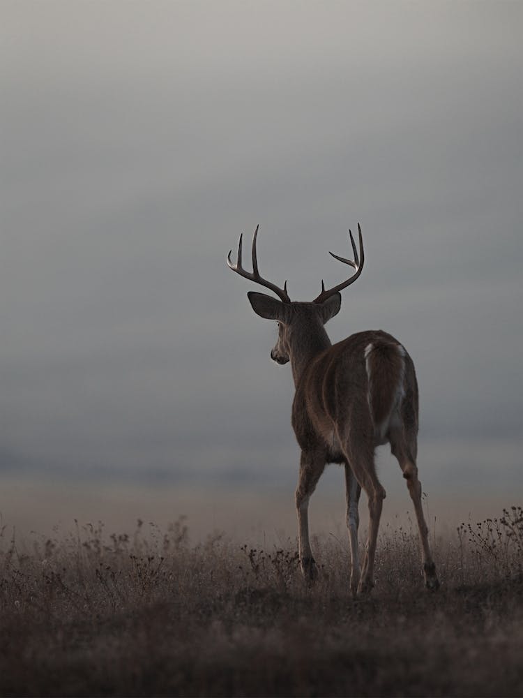 Cerf de Virginie Au Crépuscule