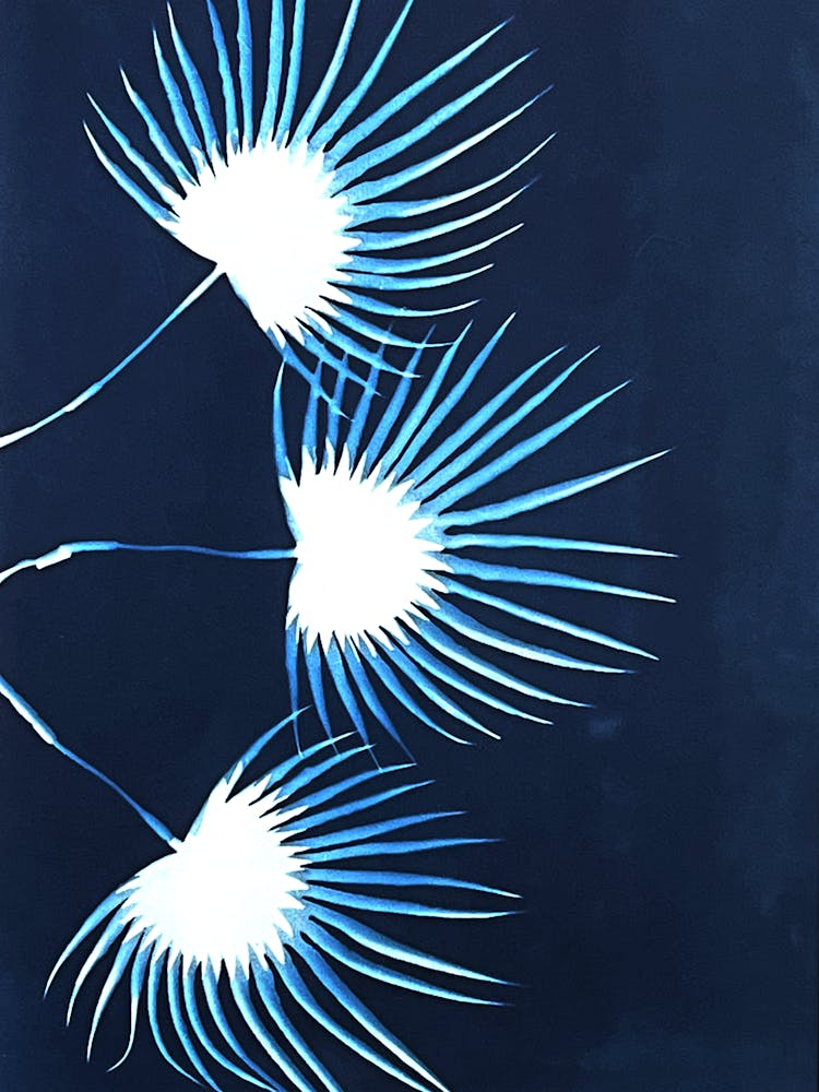 Blue fan palm cyanotype