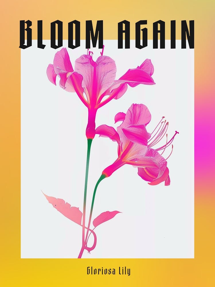 Hot Pink Gloriosa Lily 2 Poster