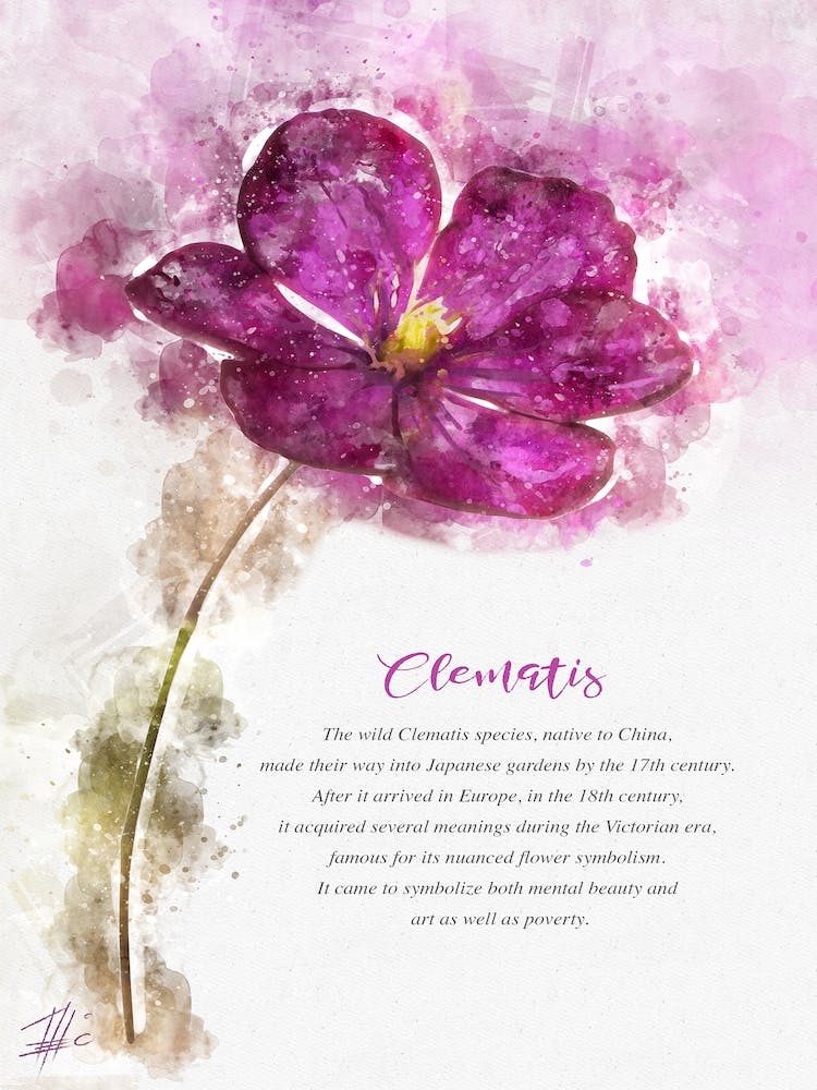Fuchsia Clematis