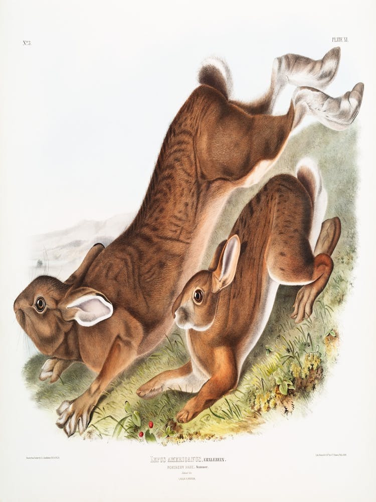 Hare And Rabbit