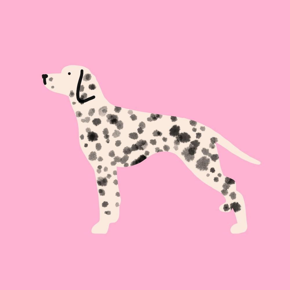 Dalmatian