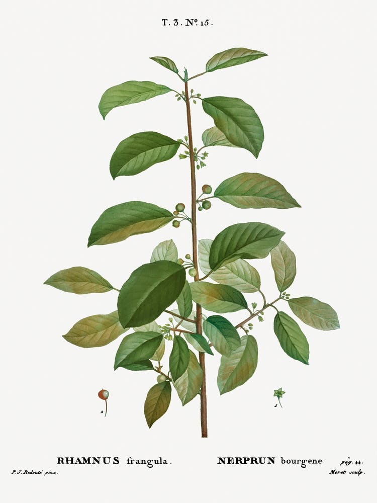Alder Buckthorn, Pierre Joseph Redoute