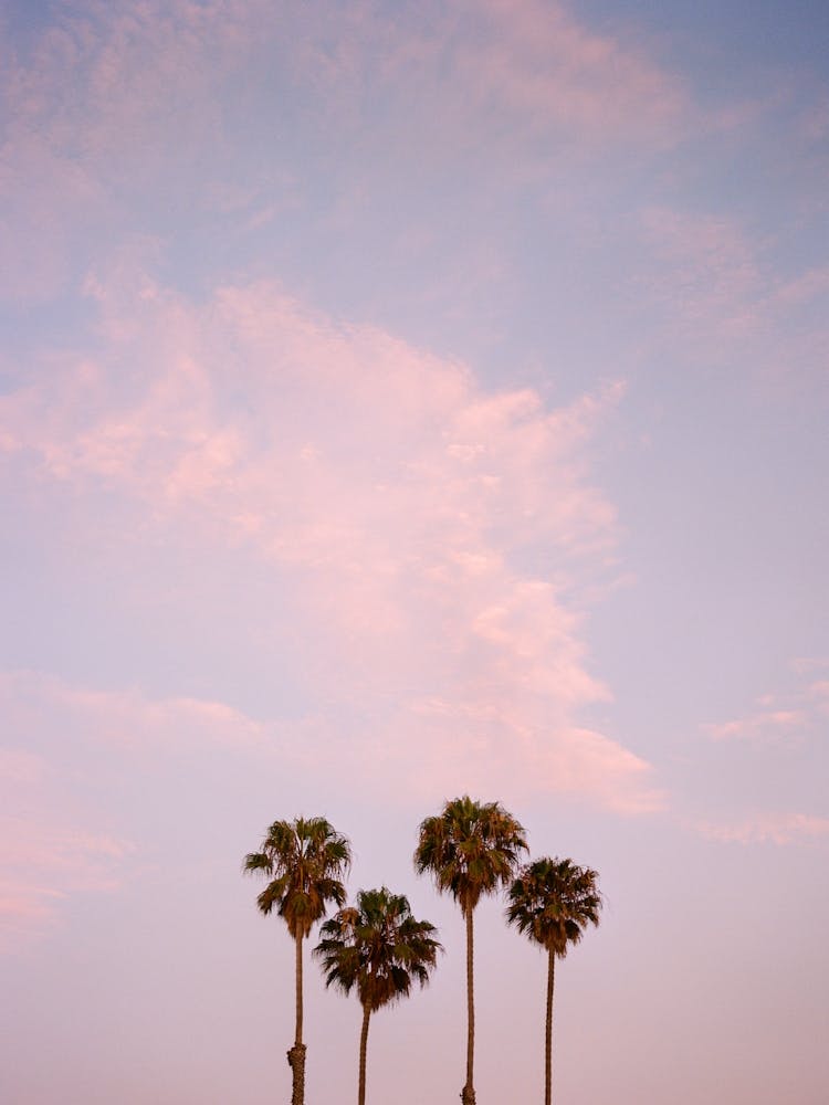 San Diego Sunset on Film