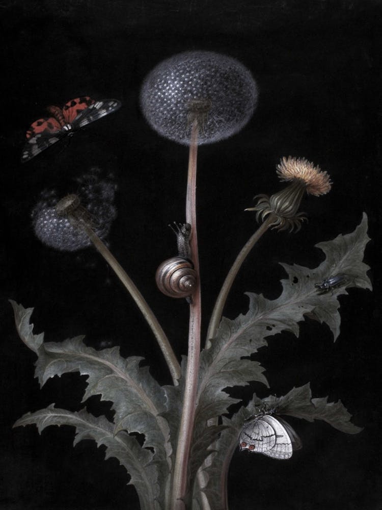Dandelion 1