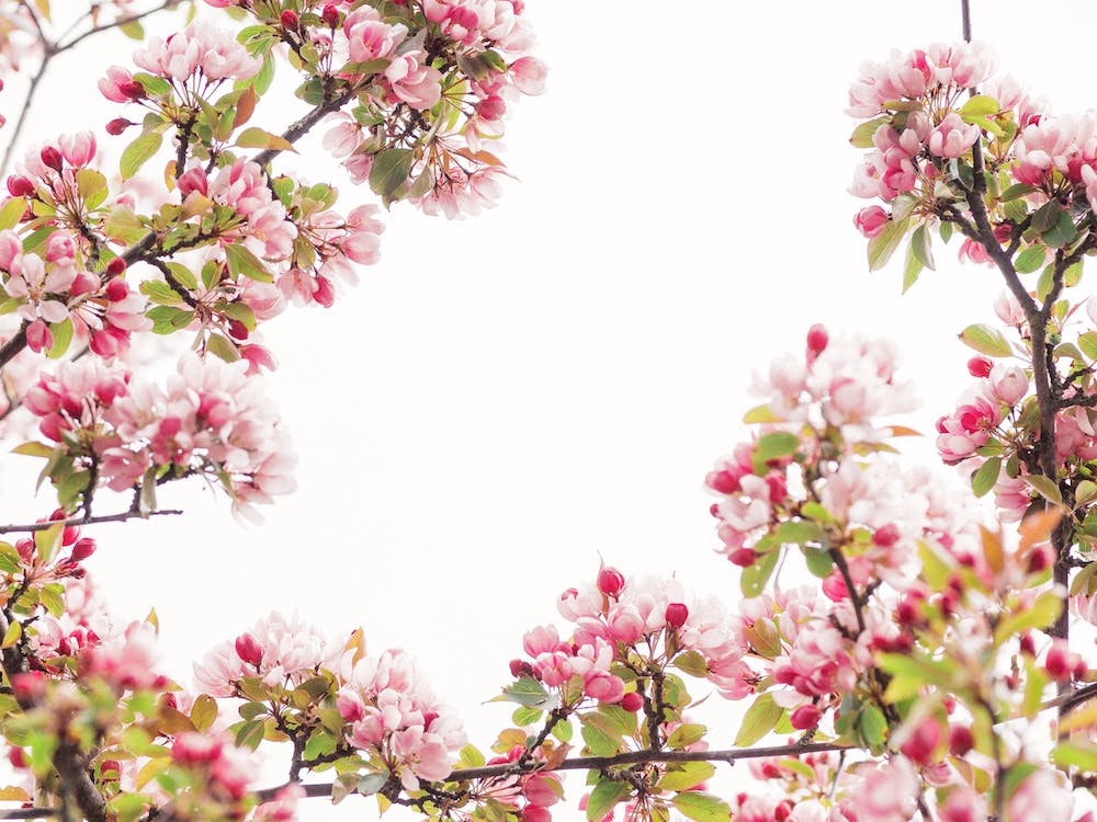 Pink Spring Flower Tree