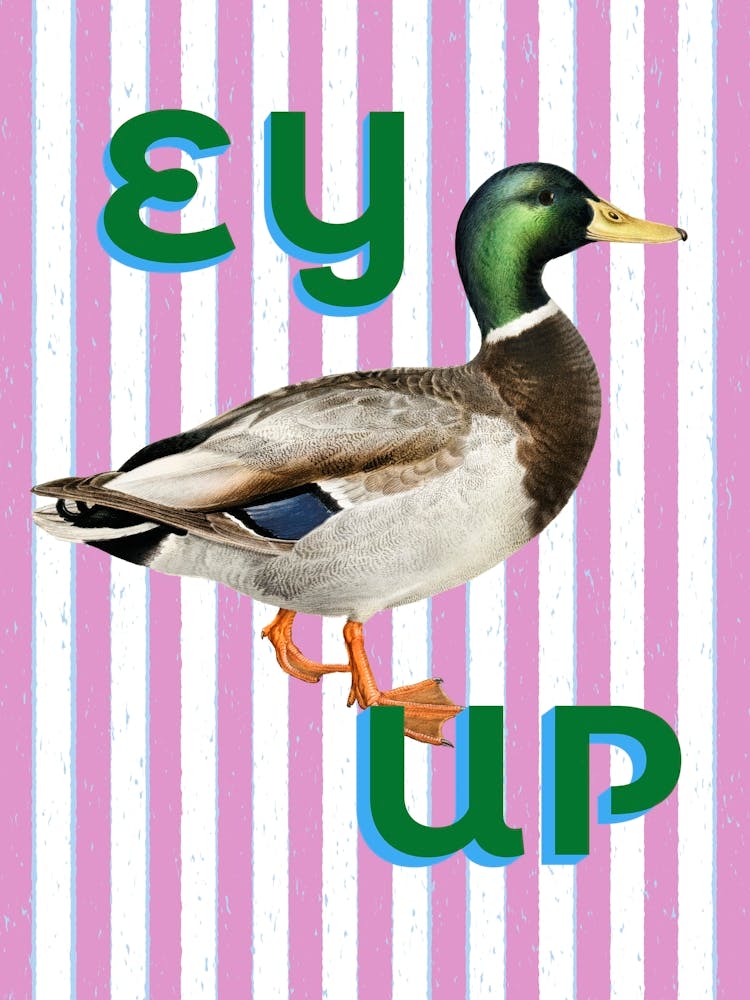 Ey Up Me Duck 