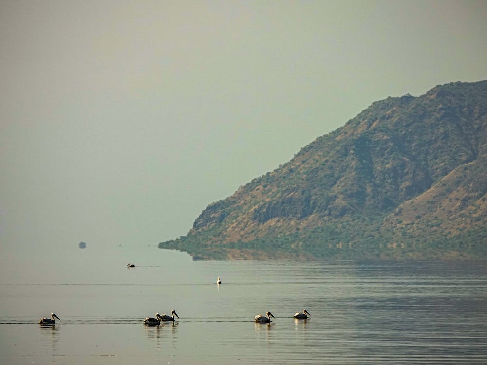 Pelikane auf dem See