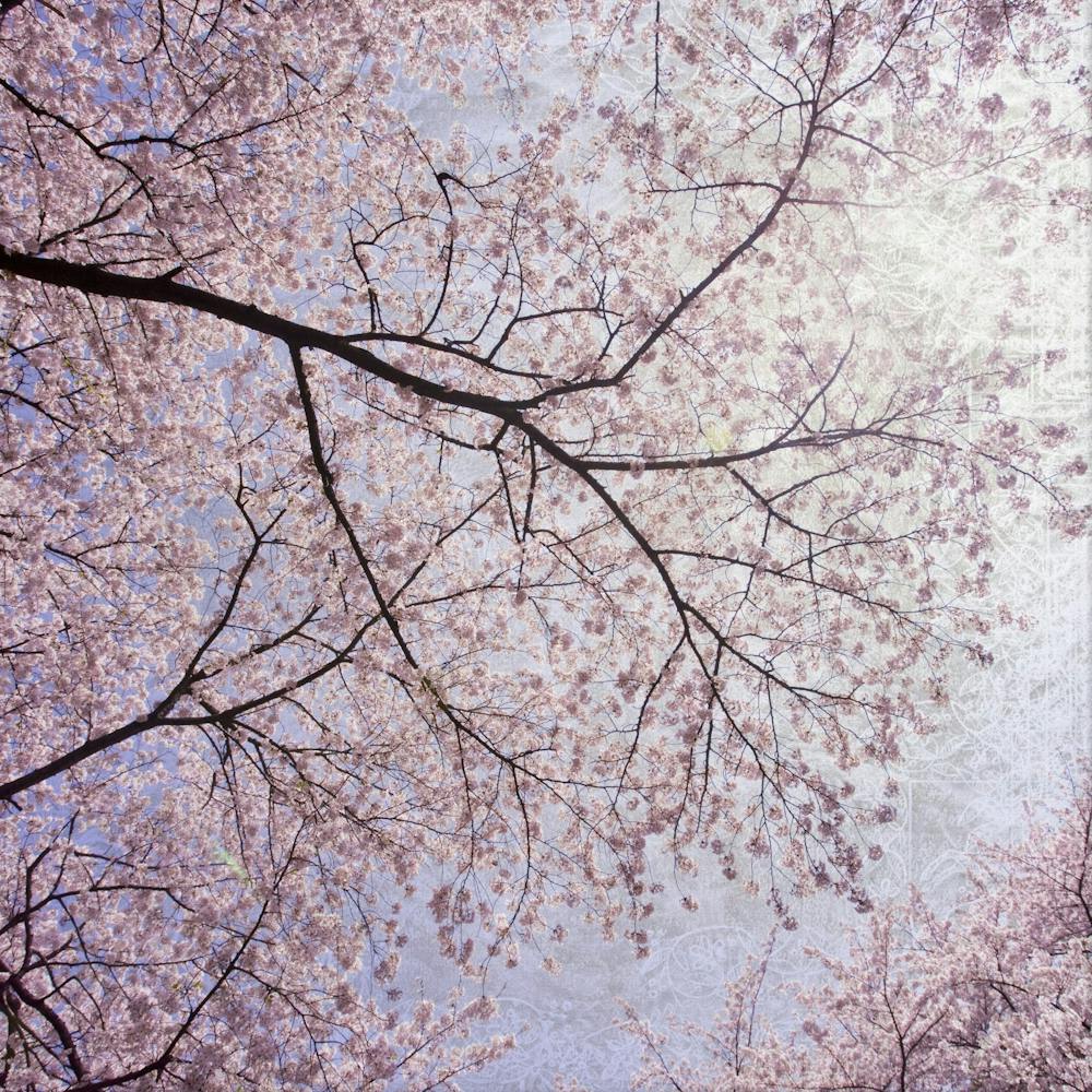 Cerisiers en Fleurs 7