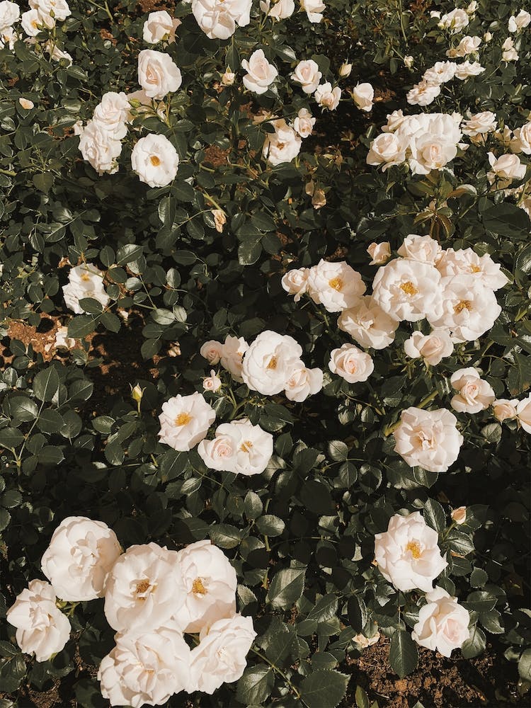 Gartenrosen