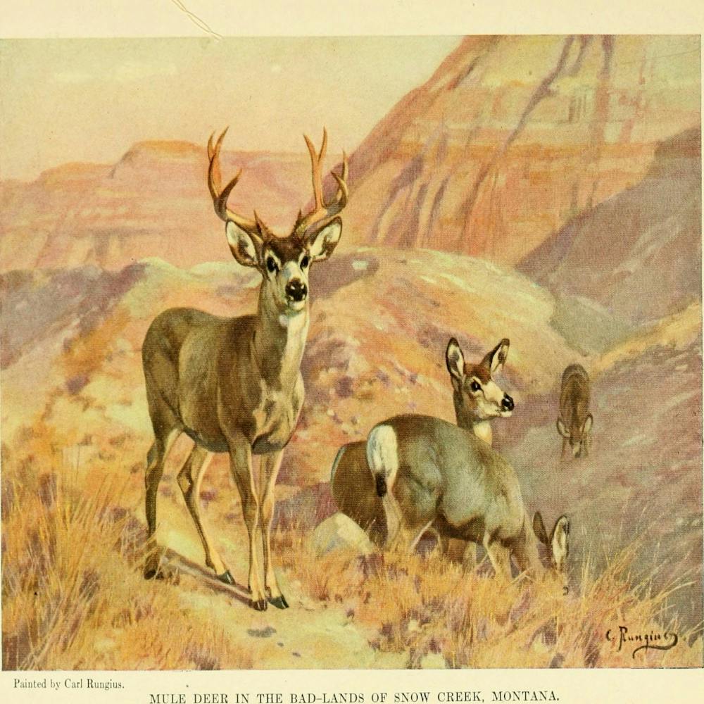 Carl Rungius 1914.animals of North America
