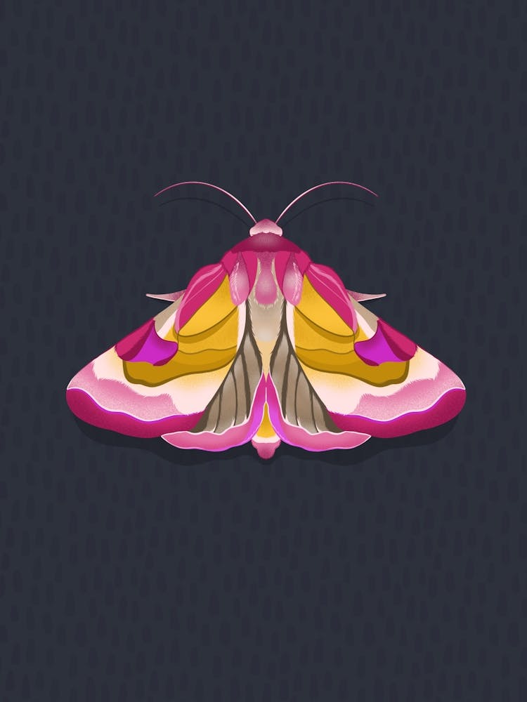 Pink Moth