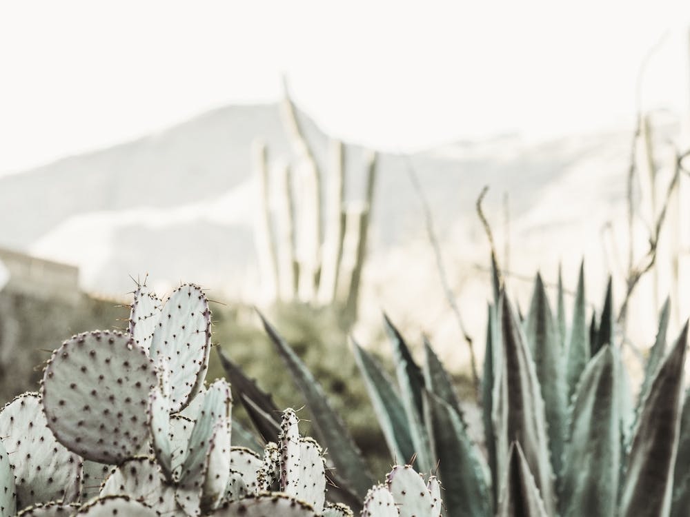 Scène de cactus du désert