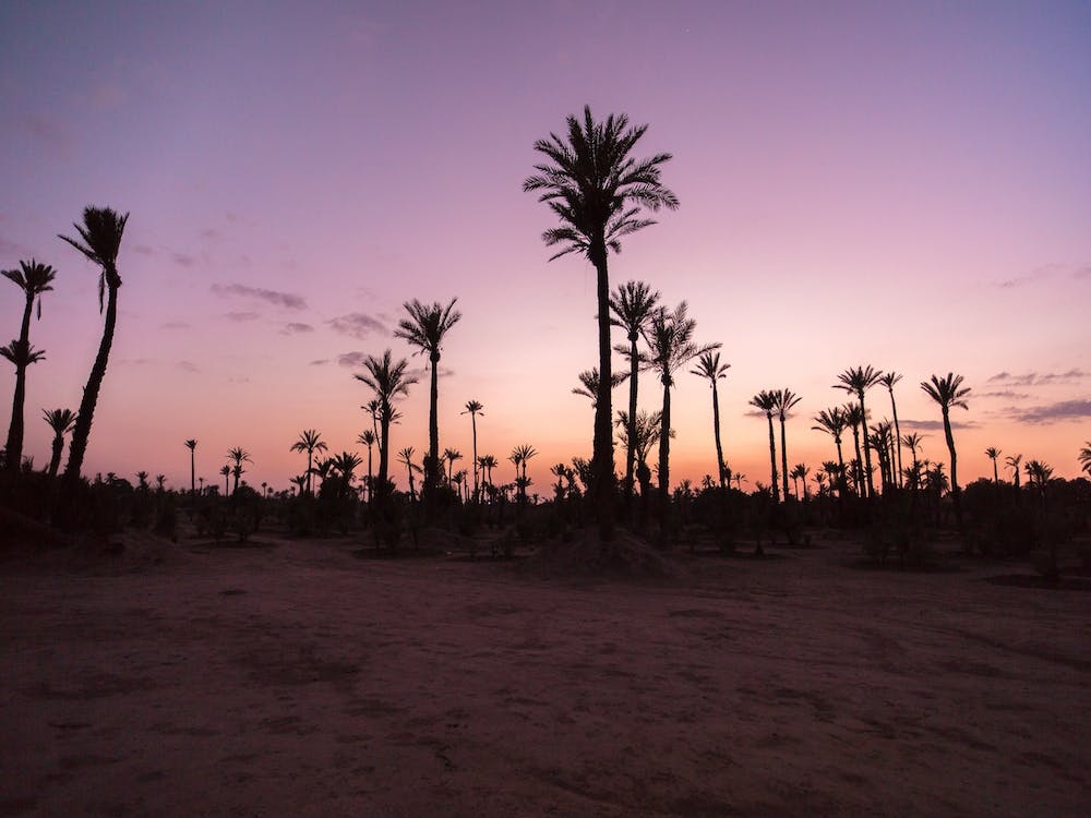 Sunset Desert Palms, Morocco